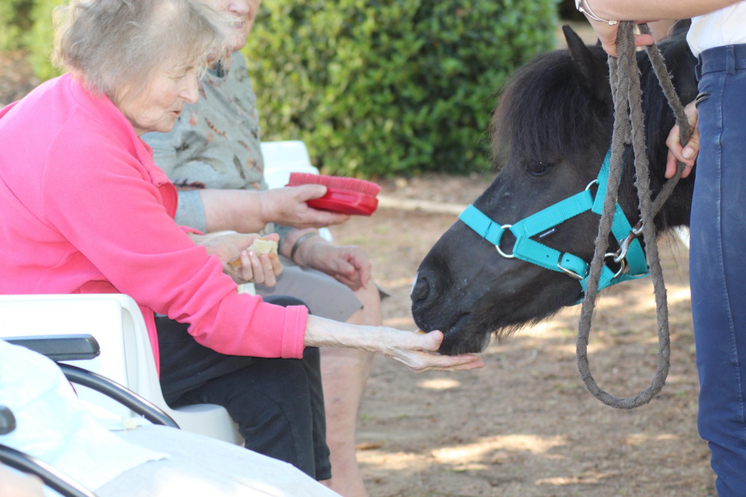 Deuxième visite des chevaux à l&rsquo;EHPAD